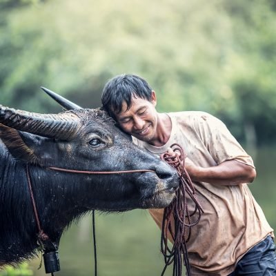 animals, asia, buffalo-1782431.jpg